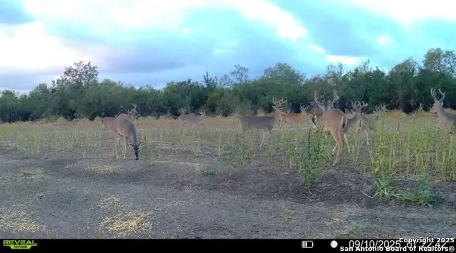 1121 County Road 481 Alice, TX 78332