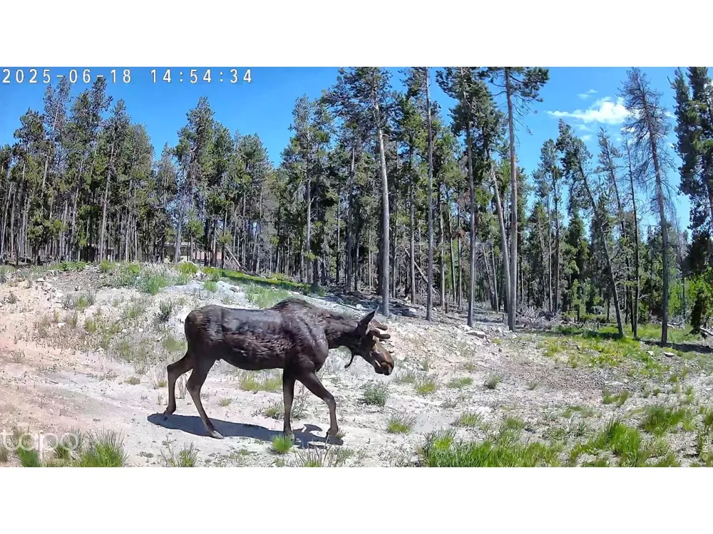 5431 Storm Mountain Drive Drake, CO 80515