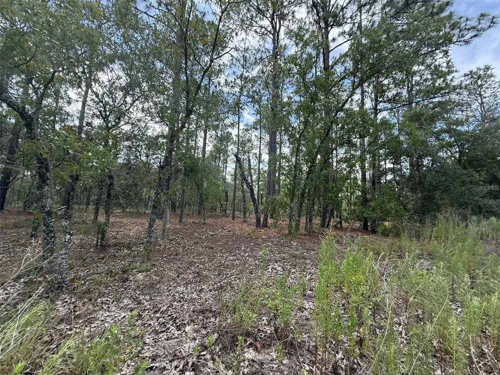 TBD TREE TOP ROAD Dunnellon, FL 34431