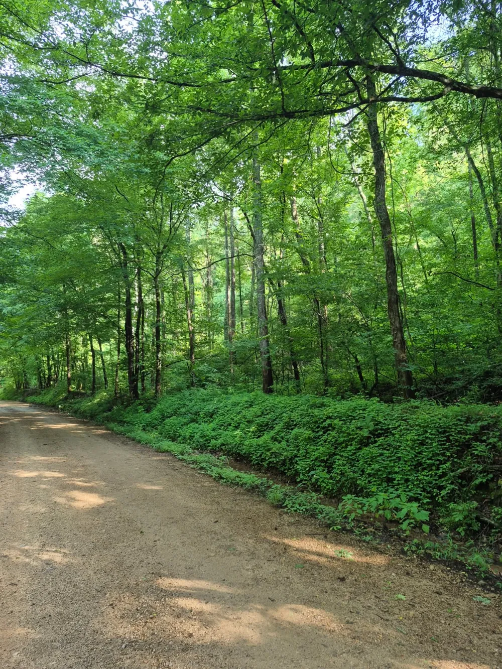 0 Co Rd 462 Lexington, AL 35648