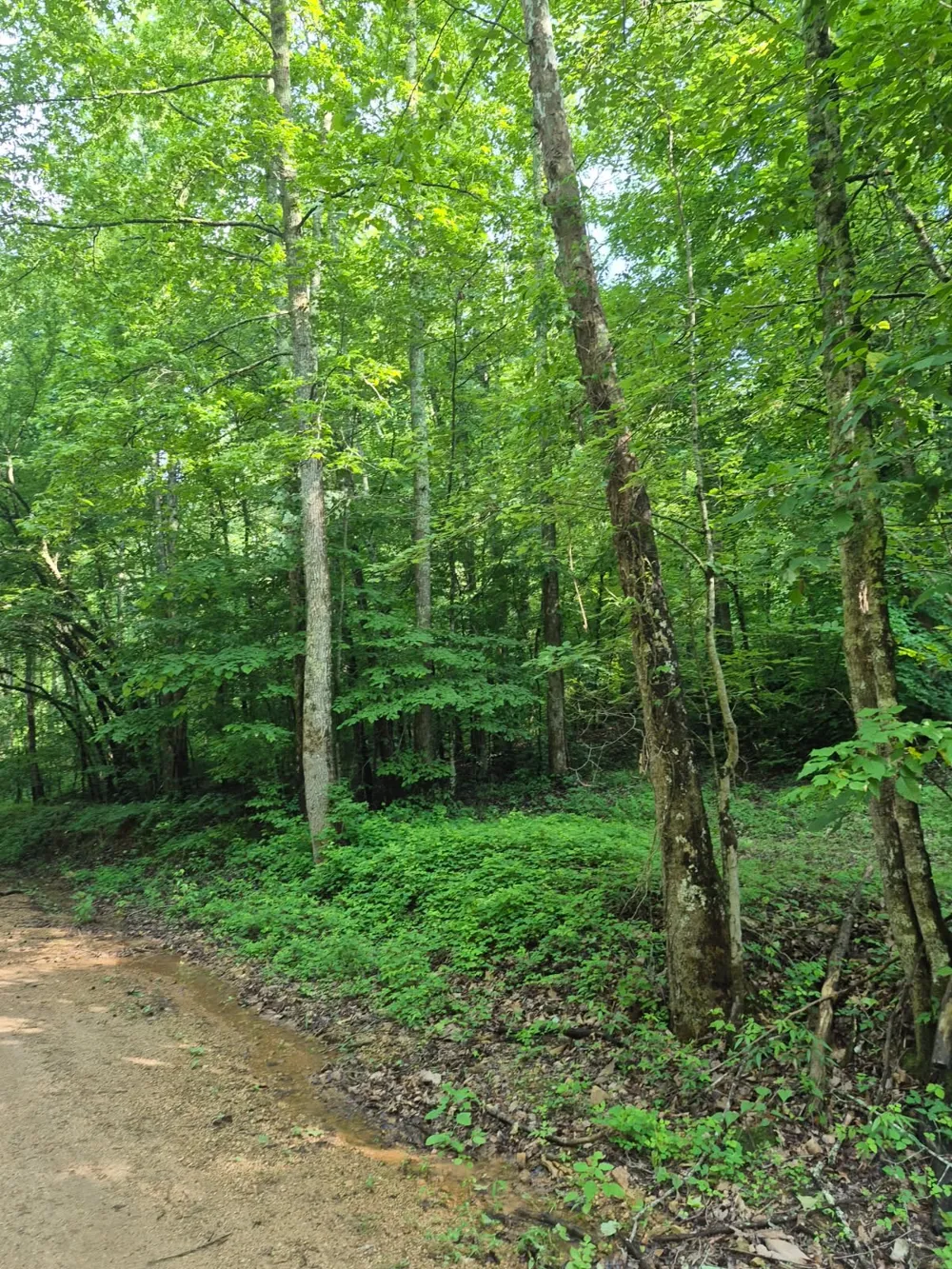0 Co Rd 462 Lexington, AL 35648