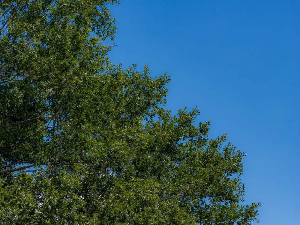 CR 3154 De Berry, TX 75639