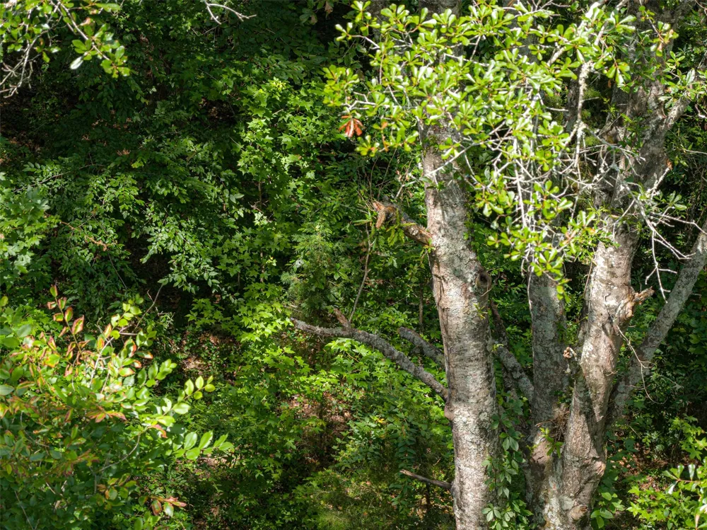 CR 3154 De Berry, TX 75639