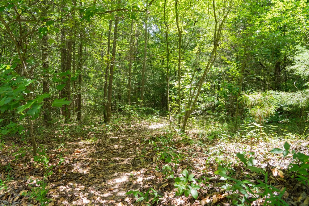 CR 3154 De Berry, TX 75639