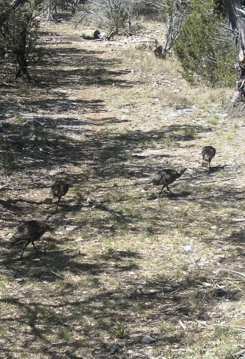 Park Road Lampasas, TX 76550