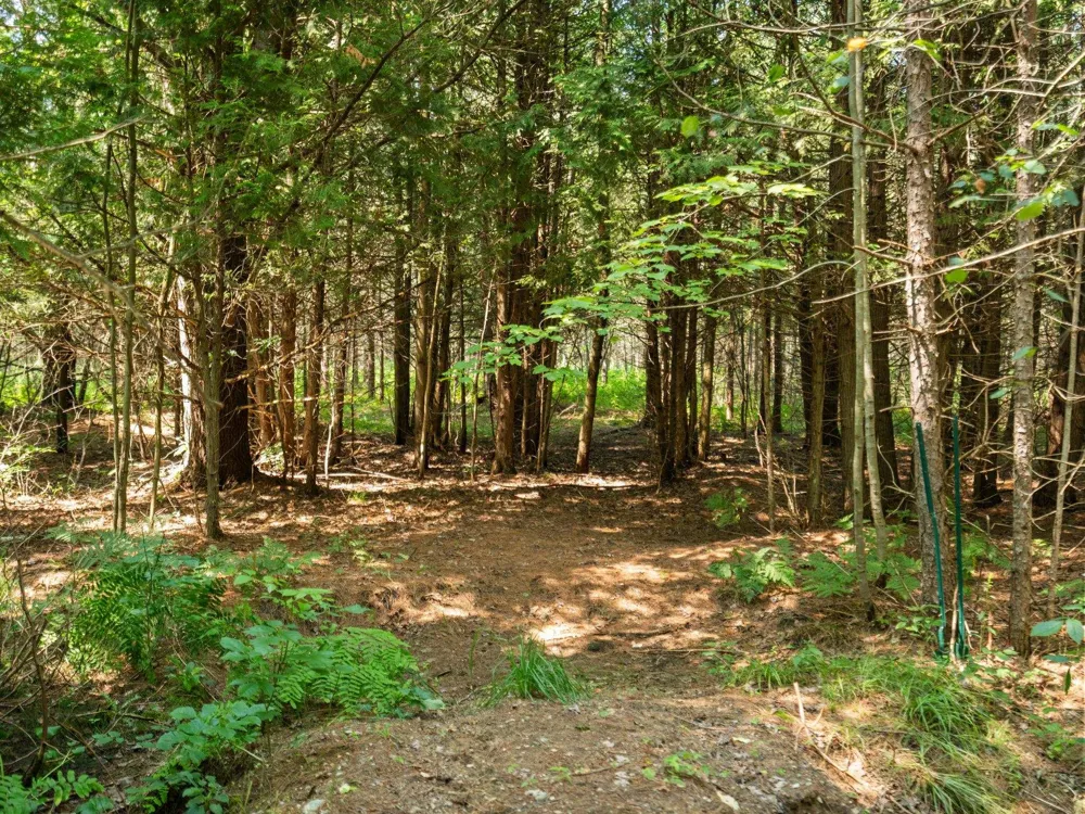 Schuss Mountain Road Custer Township, MI 49659