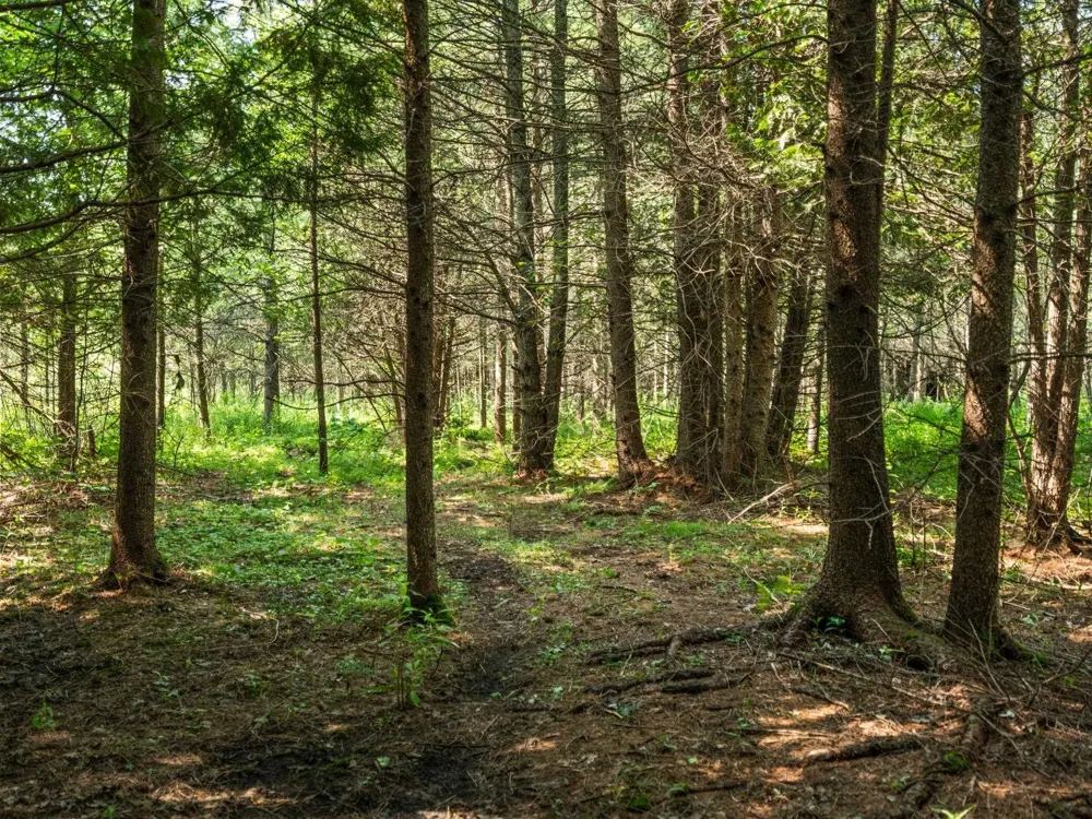 Schuss Mountain Road Custer Township, MI 49659