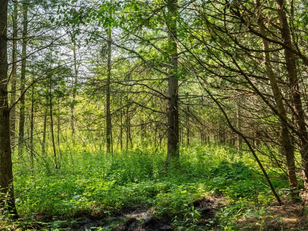Schuss Mountain Road Custer Township, MI 49659