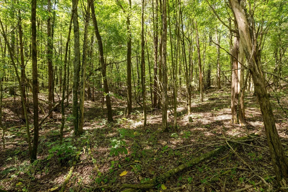 0 Shapiro Trail Columbia, TN 38401