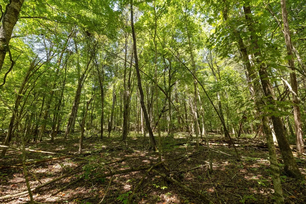 0 Shapiro Trail Columbia, TN 38401