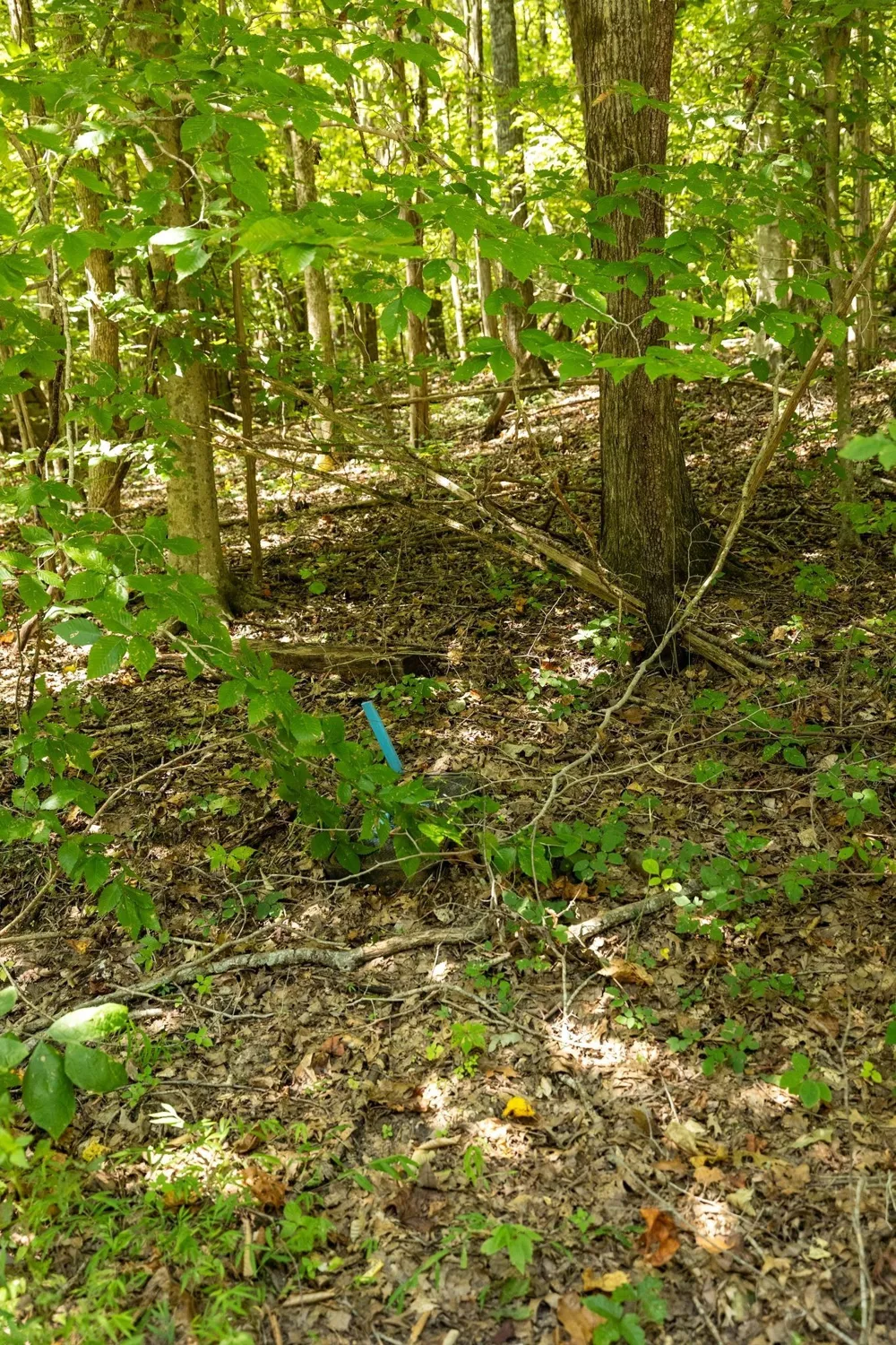 0 Shapiro Trail Columbia, TN 38401