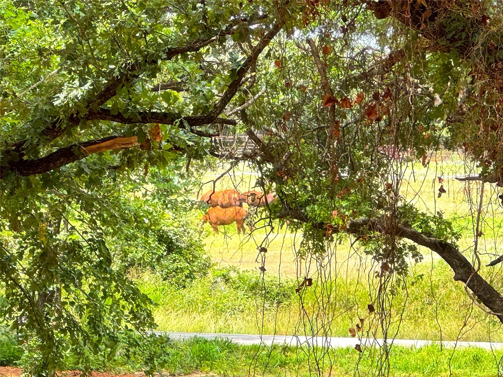 Turpin Lake Road Poolville, TX 76487