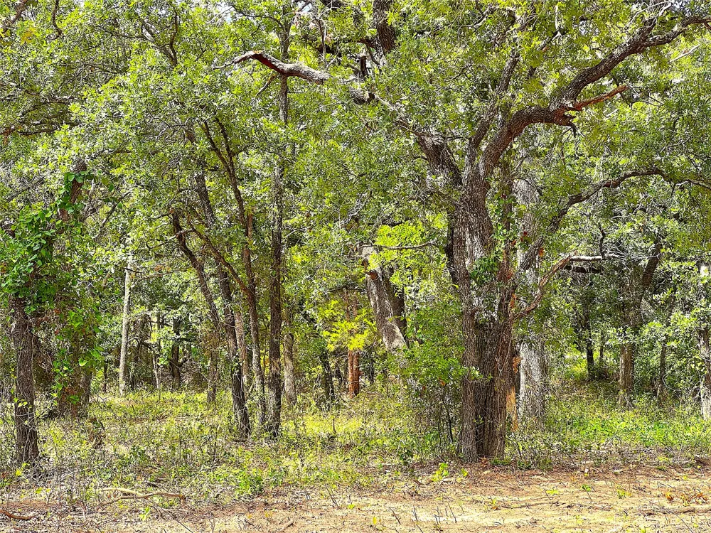 Turpin Lake Road Poolville, TX 76487