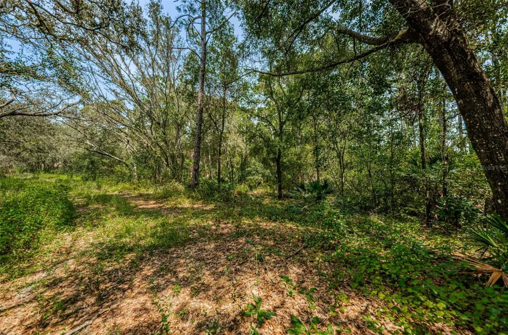 COQUI COURT Odessa, FL 33556