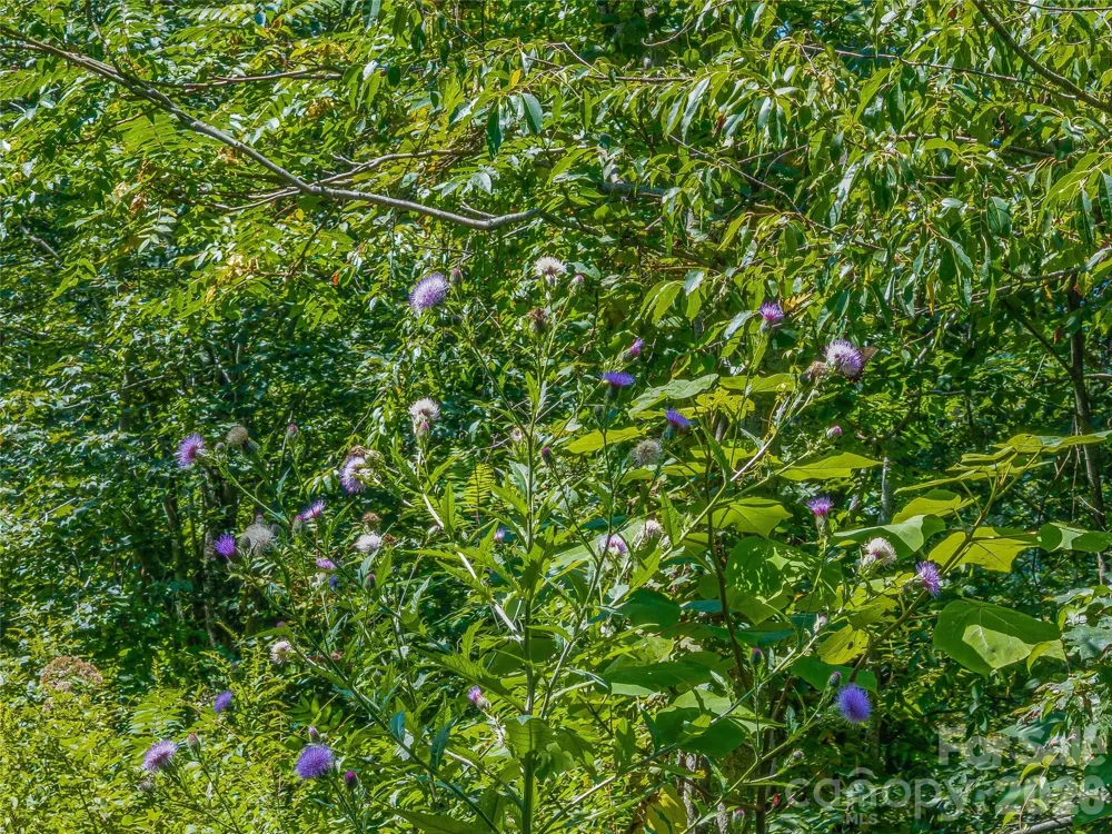 632 Justus Case Mountain Place Hendersonville, NC 28792