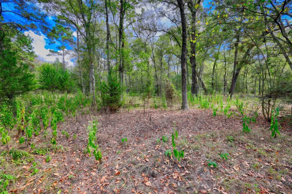 Windy Oaks Huntsville, TX 77320