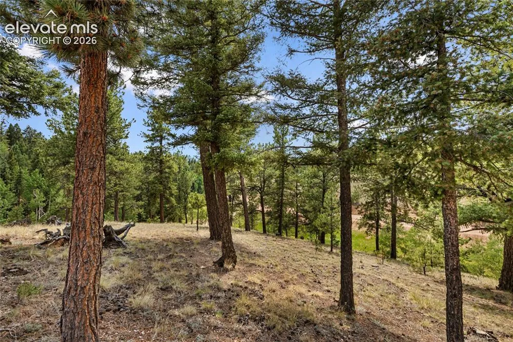 185 Bear Lake Circle Divide, CO 80814