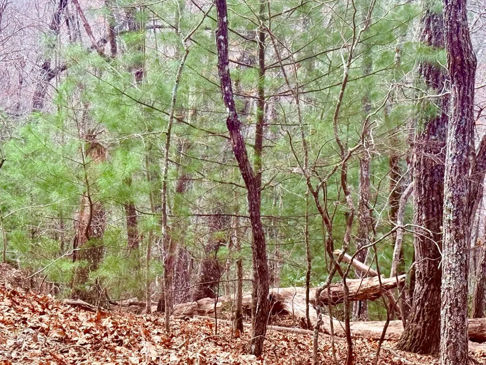 3.06 Ac Ridgeline Drive Brasstown, NC 28902