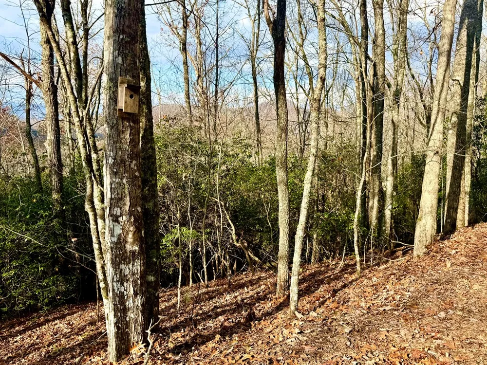 3.06 Ac Ridgeline Drive Brasstown, NC 28902