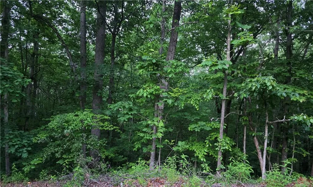 0 Old Mckaskey Creek Road SE Cartersville, GA 30121