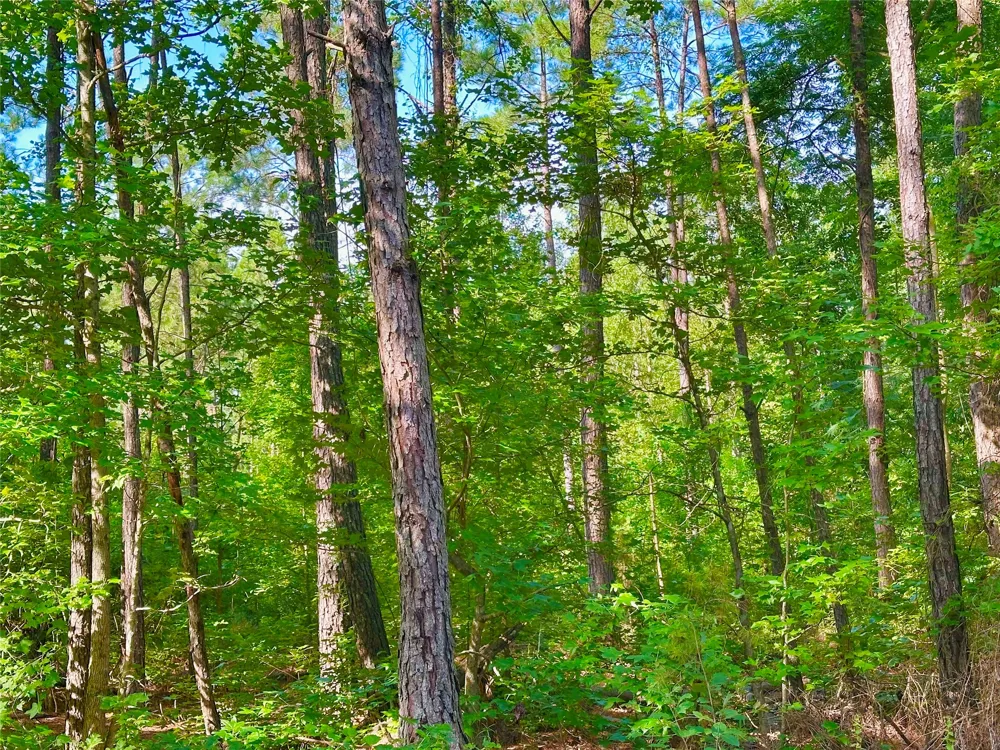 Hwy 808 Haynesville, LA 71038