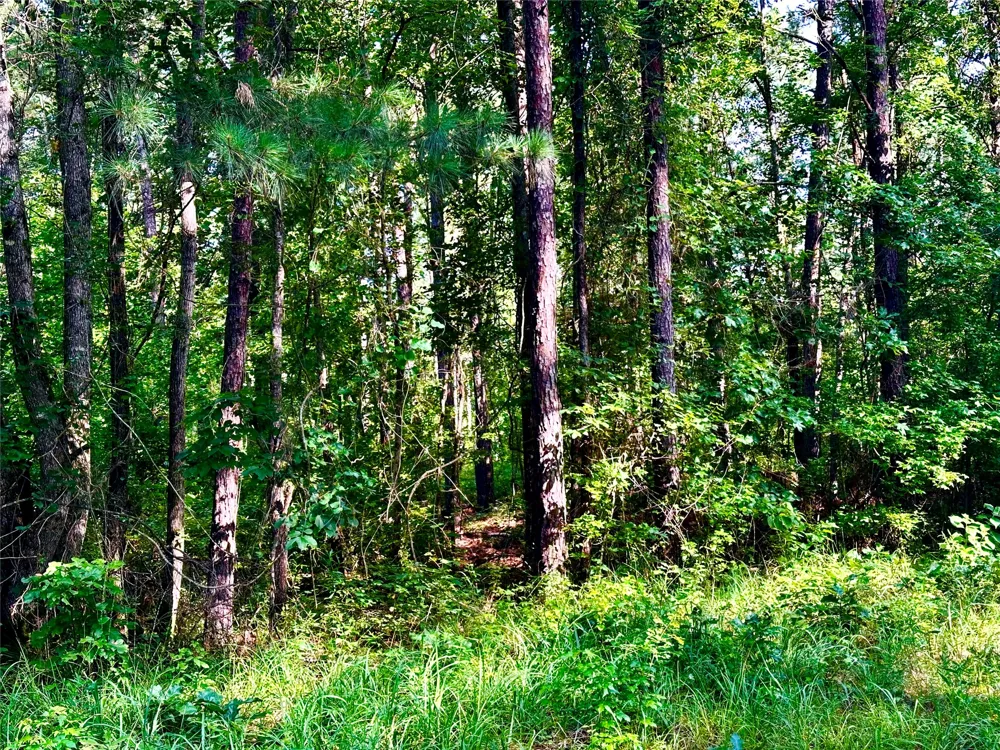 Hwy 808 Haynesville, LA 71038