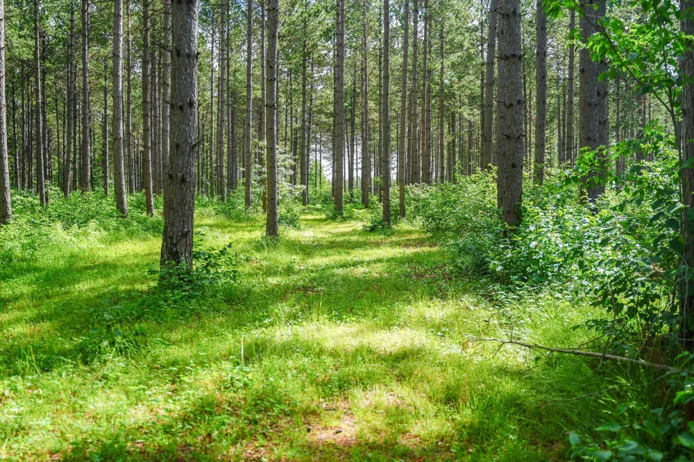 28391 County 109 Menahga, MN 56464