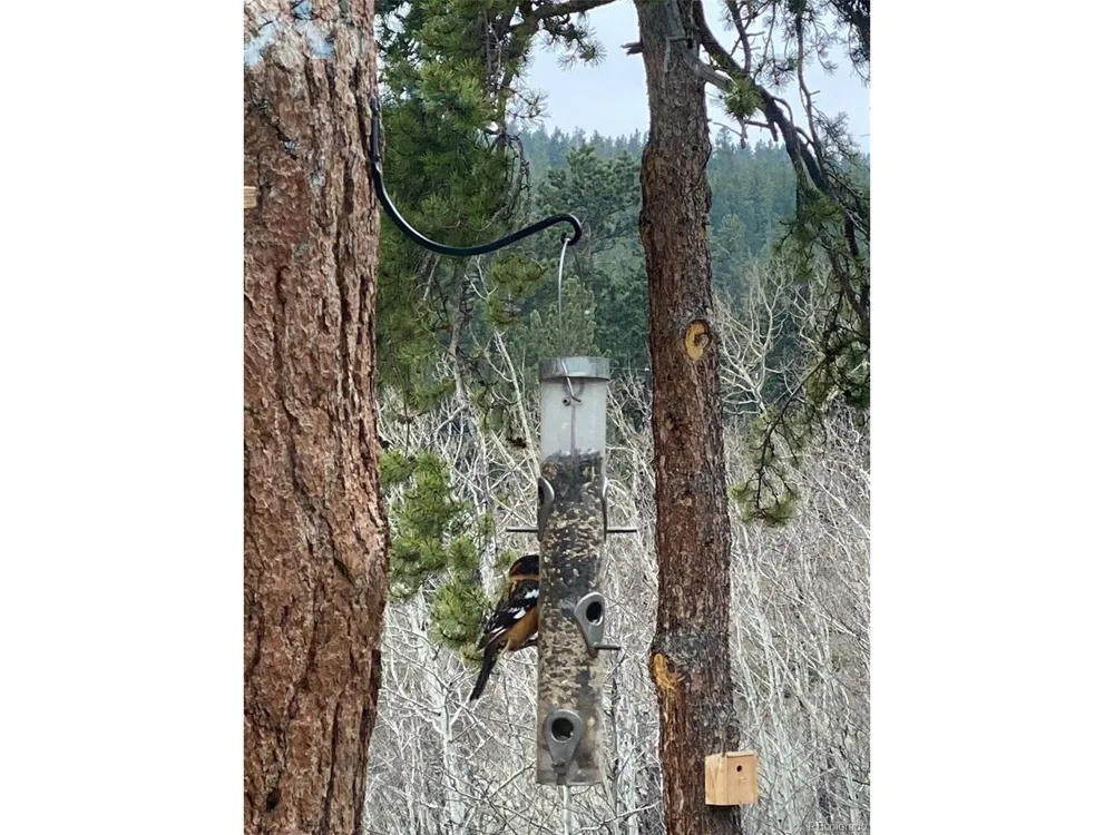 1820 Lazy Z Road #A Nederland, CO 80466