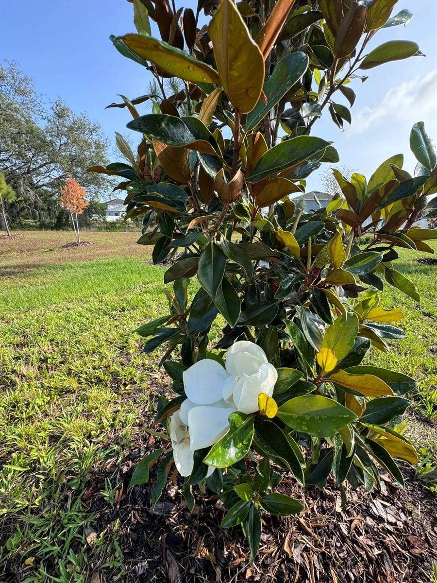 3015 Sanctuary Drive Clermont, FL 34714