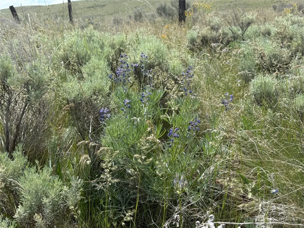 0 Titchenal Canyon Road SW Waterville, WA 98858
