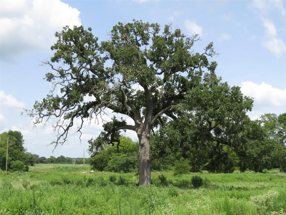 Southfield Ct Lovelady, TX 75851