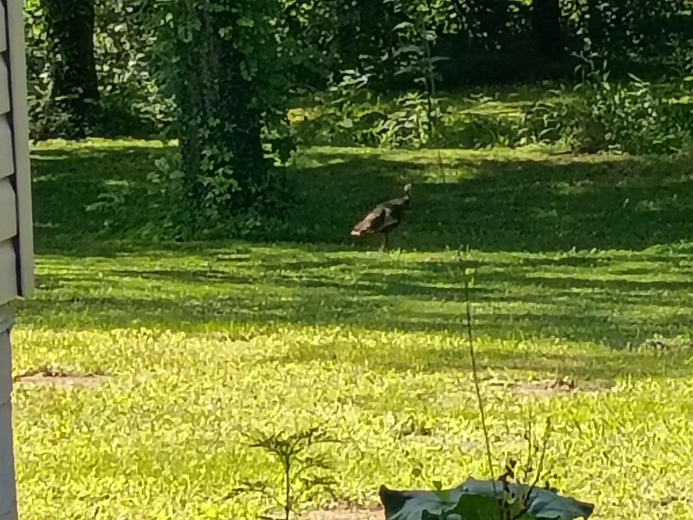 8732 Old State Highway 28 Pikeville, TN 37367