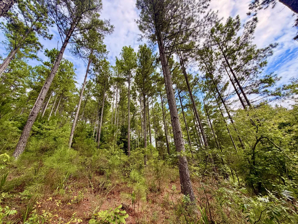 847 Eads Bluff Road NW Georgetown, TN 37336