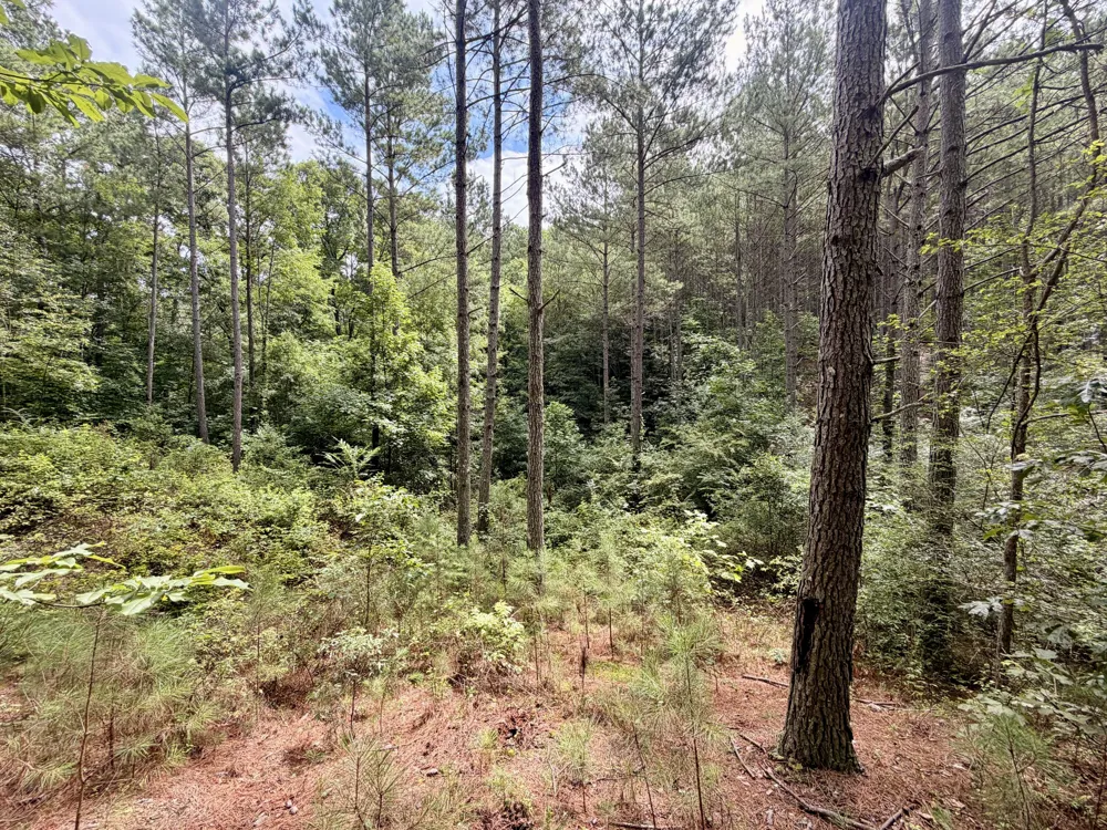 847 Eads Bluff Road NW Georgetown, TN 37336