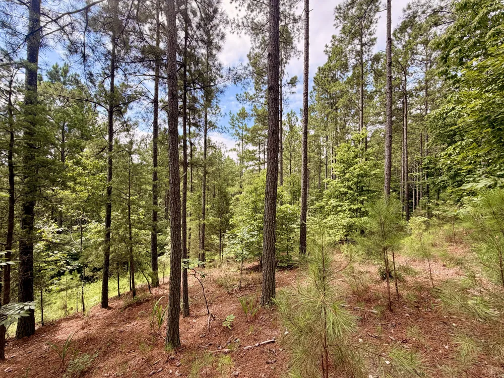 847 Eads Bluff Road NW Georgetown, TN 37336