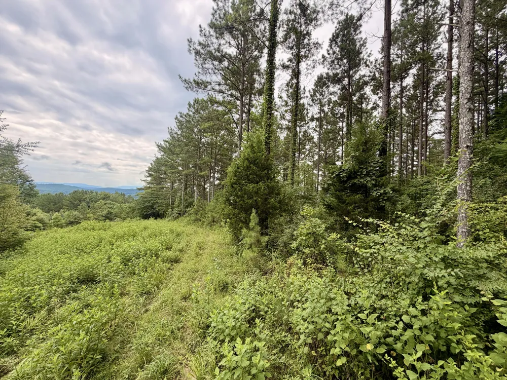 847 Eads Bluff Road NW Georgetown, TN 37336
