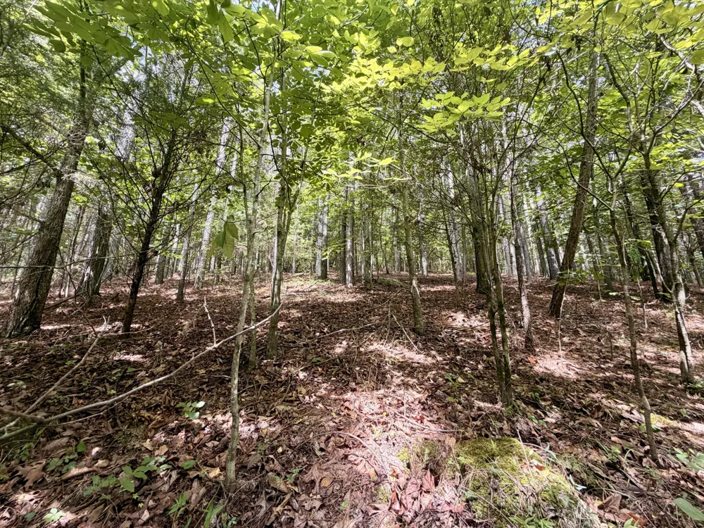 847 Eads Bluff Road NW Georgetown, TN 37336