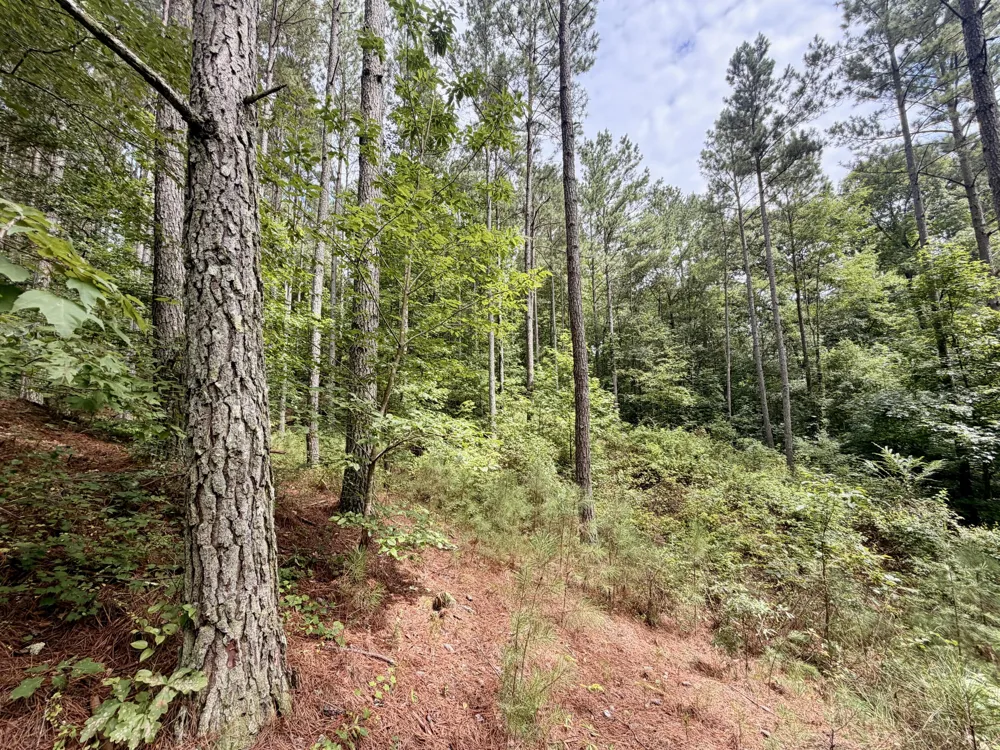 847 Eads Bluff Road NW Georgetown, TN 37336