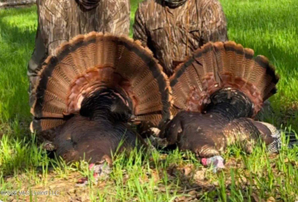 Chinqupin Road Lexington, MS 39095