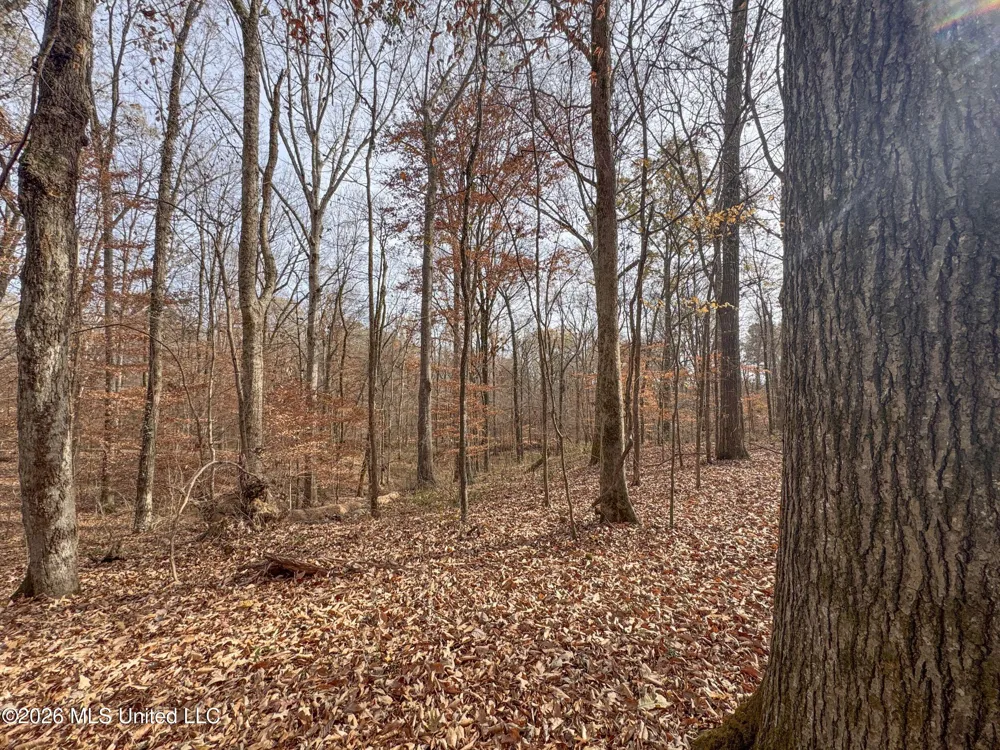 Chinqupin Road Lexington, MS 39095