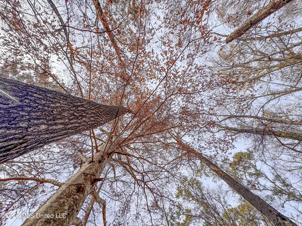 Chinqupin Road Lexington, MS 39095