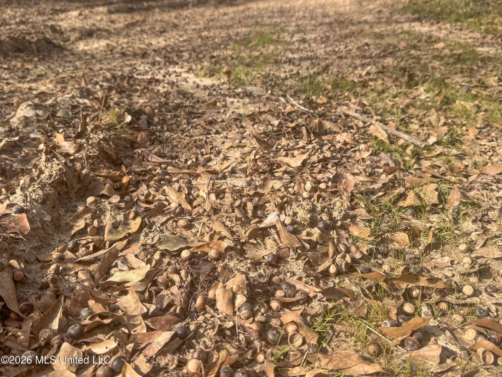 Chinqupin Road Lexington, MS 39095