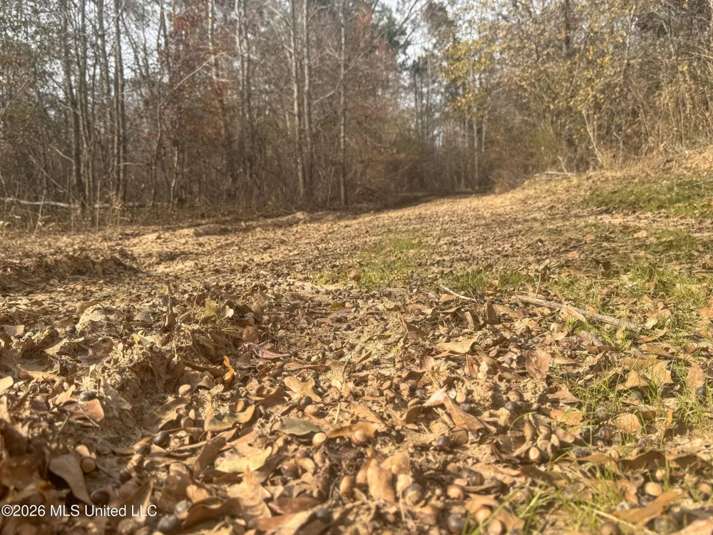 Chinqupin Road Lexington, MS 39095