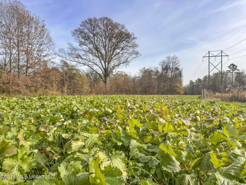 Chinqupin Road Lexington, MS 39095
