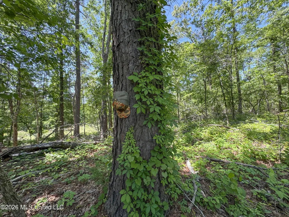 Chinqupin Road Lexington, MS 39095