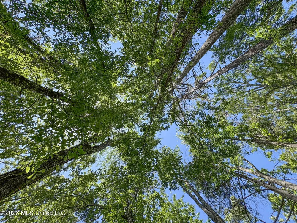 Chinqupin Road Lexington, MS 39095