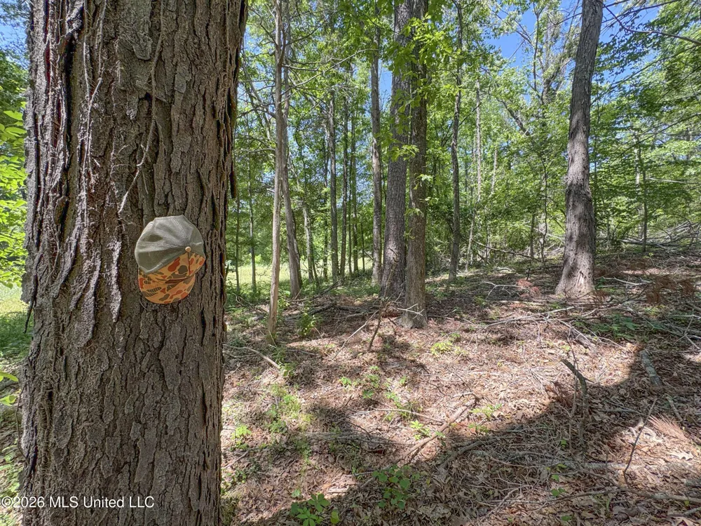 Chinqupin Road Lexington, MS 39095