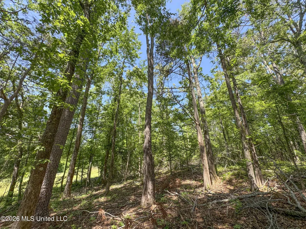 Chinqupin Road Lexington, MS 39095