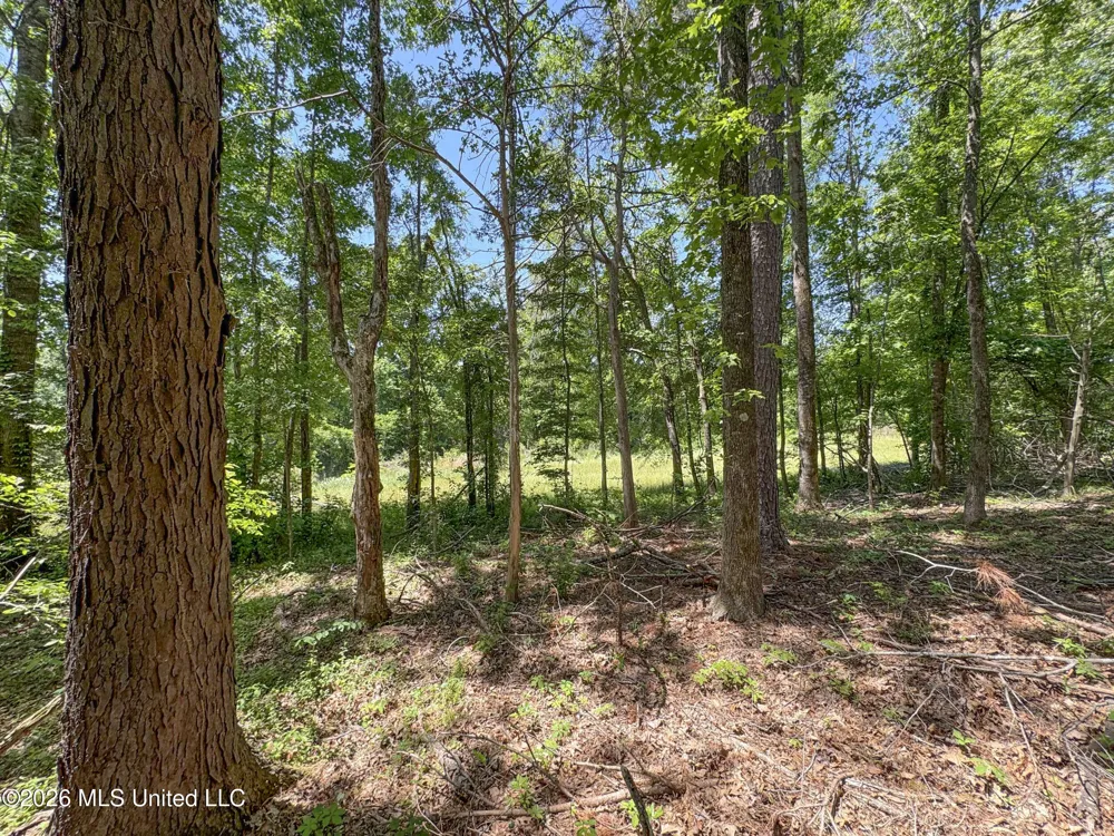 Chinqupin Road Lexington, MS 39095