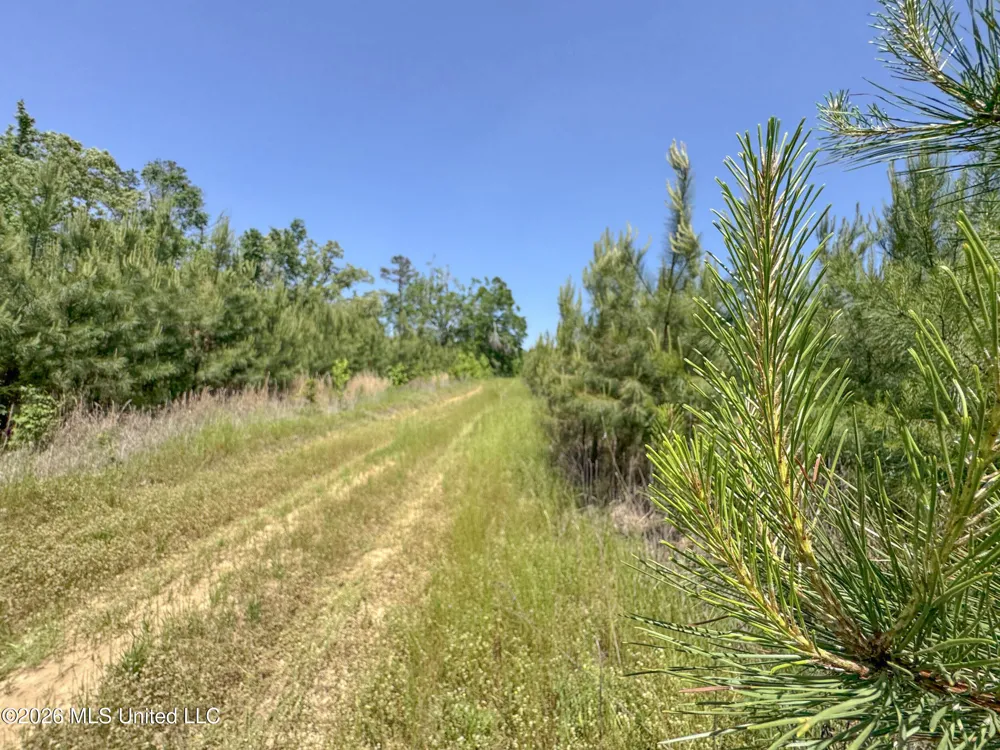 Chinqupin Road Lexington, MS 39095